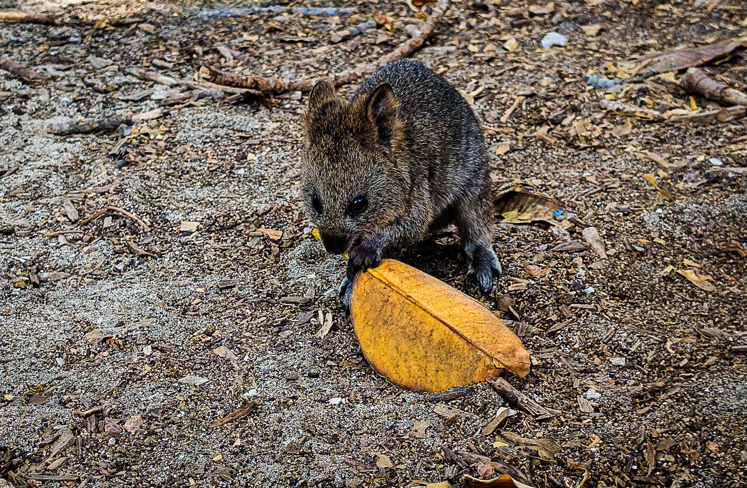 Photography in Australia