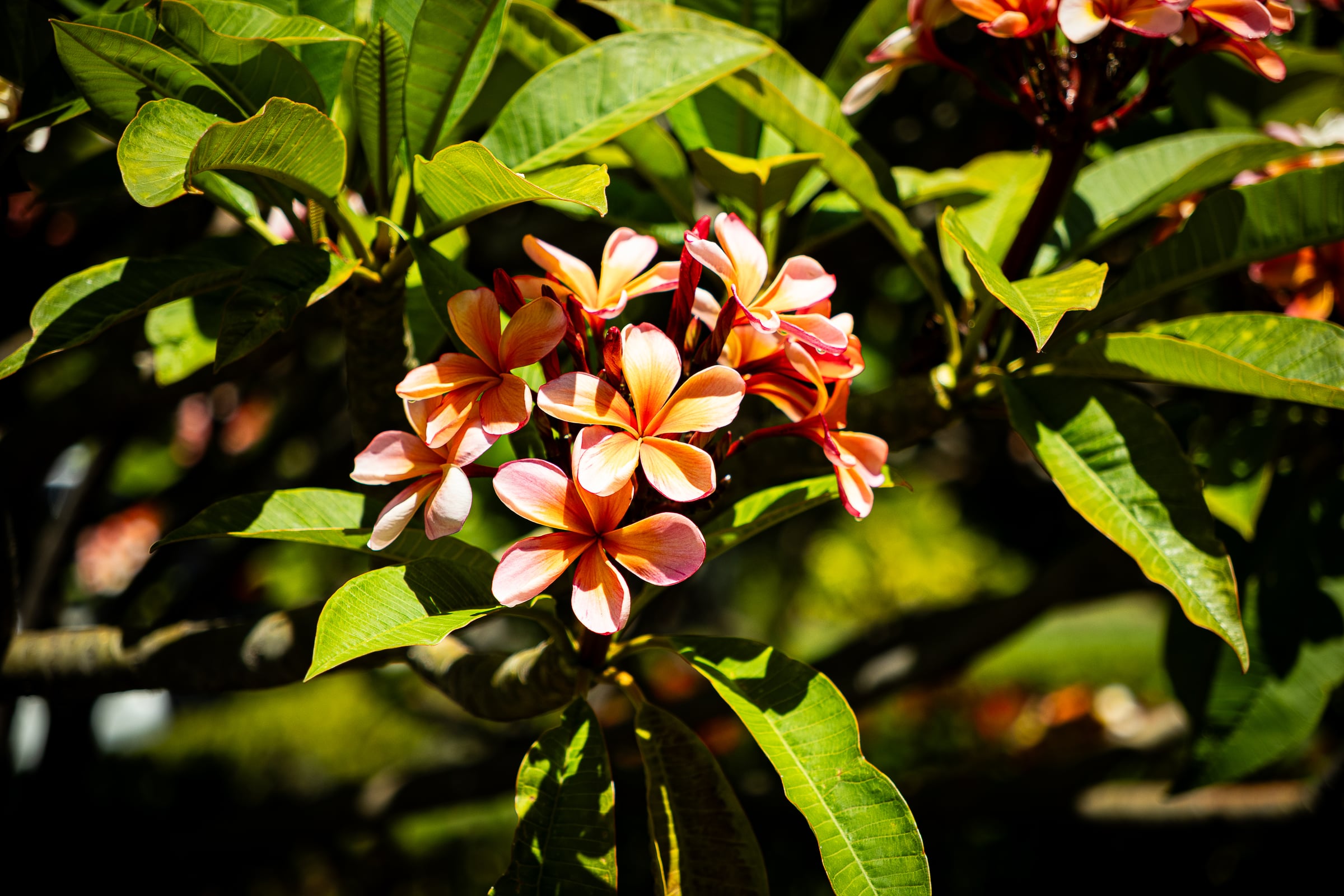 Photography in Australia