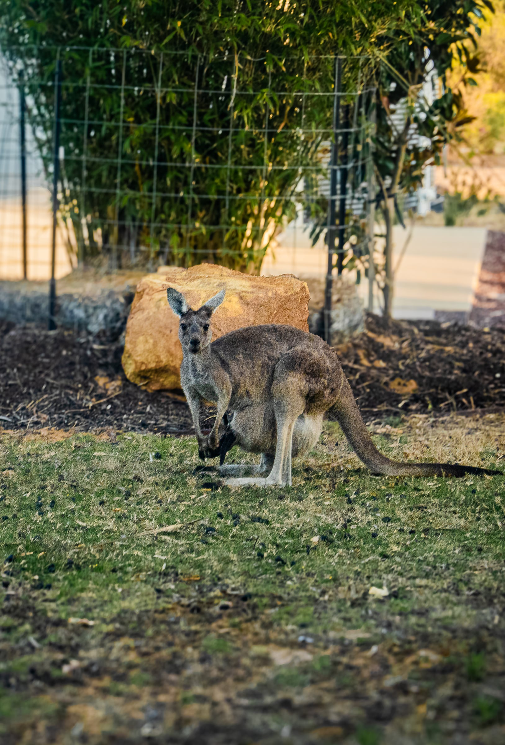 Photography in Australia